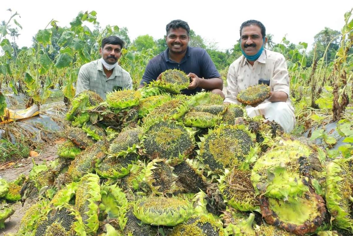 Kerala’s date with sunflower cultivation The Hindu